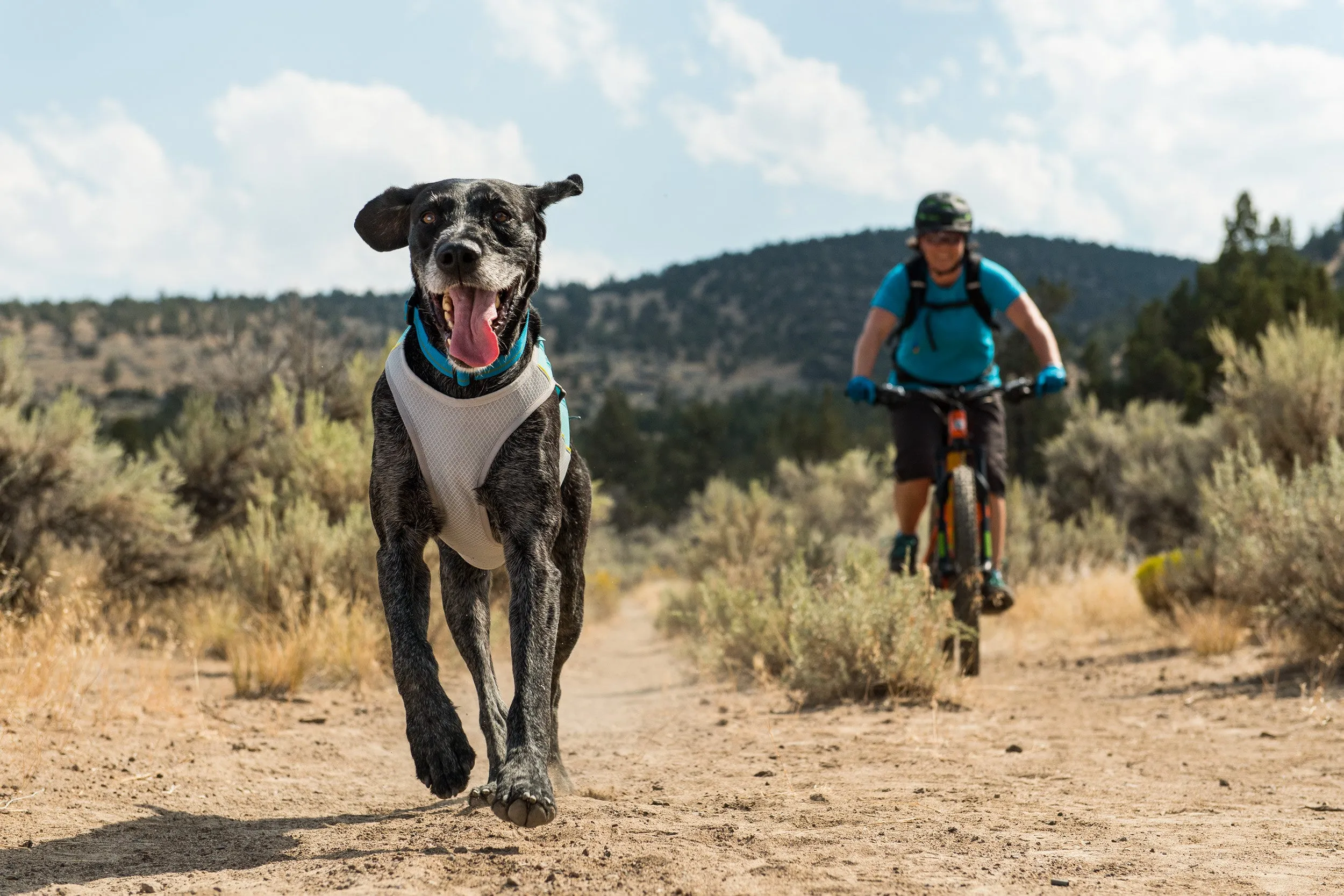 Jet Stream™ Dog Cooling Vest (Salamander Orange)